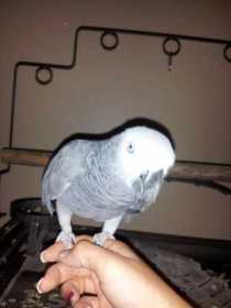 Lost African Grey