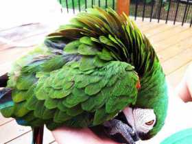 Lost Macaw
