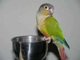 Lost Conure