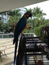 Lost Macaw