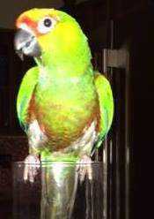 Lost Conure