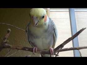 Lost Cockatiel