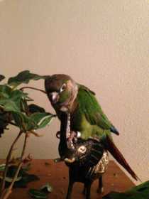 Lost Conure