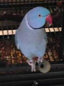 Lost Indian Ringneck Parakeet