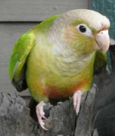 Lost Conure