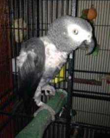 Lost African Grey