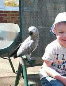 Lost African Grey