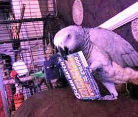 Lost African Grey