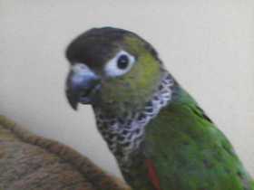 Lost Conure