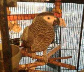Lost African Grey