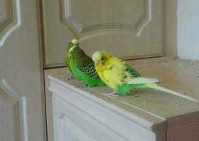 Lost Budgerigar