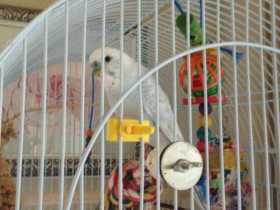 Lost Parakeet