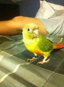 Lost Conure Lost Conure