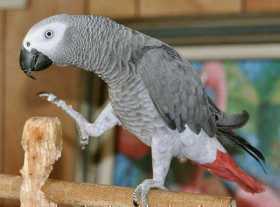 Lost African Grey