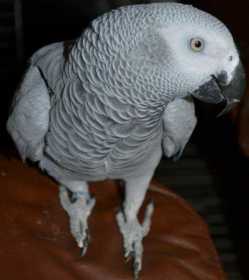 Lost African Grey