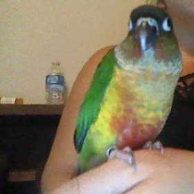 Lost Conure