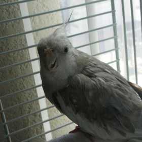Lost Cockatiel
