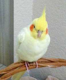 Lost Cockatiel