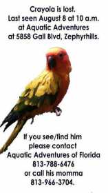 Lost Conure