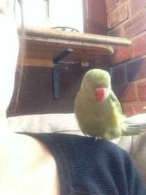 Lost Indian Ringneck Parakeet