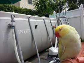 Lost Indian Ringneck Parakeet