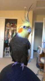 Lost Cockatiel