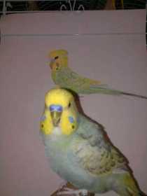 Lost Budgerigar