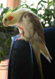 Lost Cockatiel