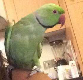 Lost Indian Ringneck Parakeet