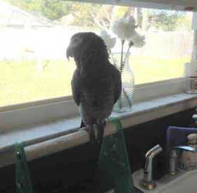 Lost African Grey