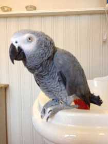 Lost African Grey