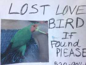 Lost Lovebird