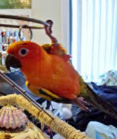 Lost Conure