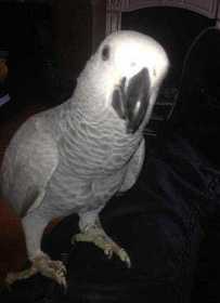 Lost African Grey