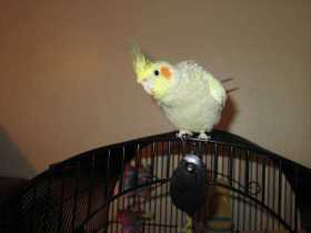 Lost Cockatiel