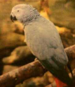 Lost African Grey