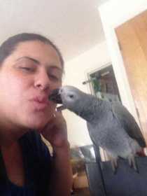 Lost African Grey