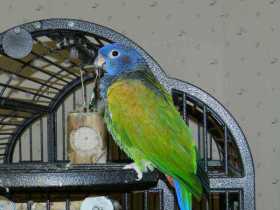 Lost Pionus