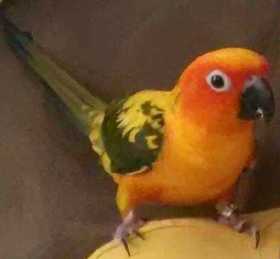Lost Conure