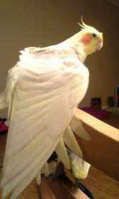 Lost Cockatiel