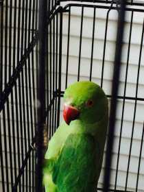 Lost Indian Ringneck Parakeet