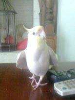 Lost Cockatiel