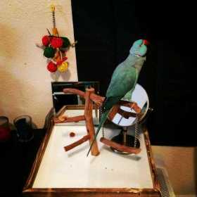 Lost Indian Ringneck Parakeet