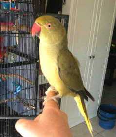 Lost Indian Ringneck Parakeet