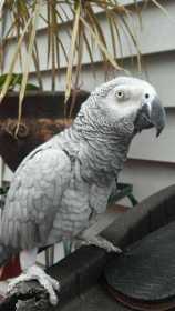 Lost African Grey