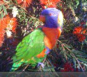 Lost Lory / Lorikeet