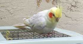 Lost Cockatiel
