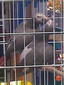 Lost African Grey