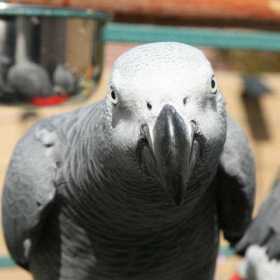 Lost African Grey