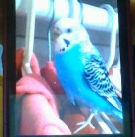 Lost Parakeet